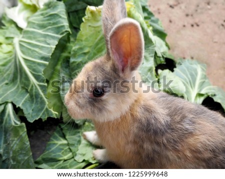 Closeup Photo of Little Rabbit