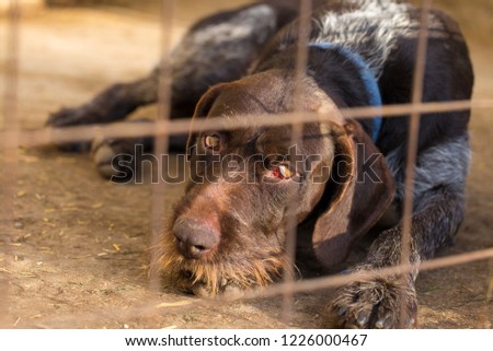 Sad dog behind the bars, Hunting dog with sad eyes, Animal abuse concept