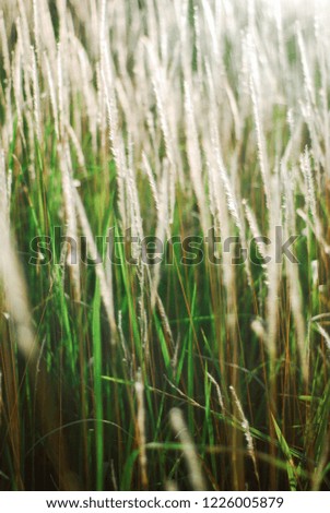 Wild grass on a blurred background in morning sunrise light