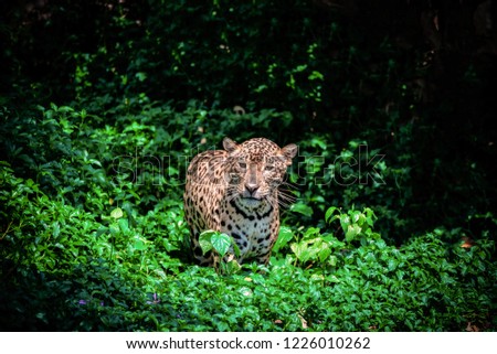 Tiger leopard jaguar animal wildlife hunting / beautiful jaguar walking in jungle looking food stalking follow its prey in the forest national park