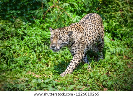 Tiger leopard jaguar animal wildlife hunting / beautiful jaguar walking in jungle looking food stalking follow its prey in the forest national park