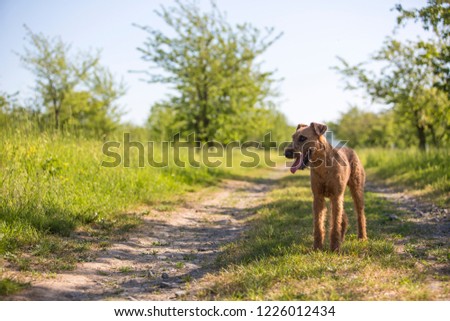 Beautiful Irish terrier dogs, very active hunter breed, in nature