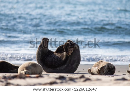 cute grey seal relaxing on the beach of Helgoland, Germany