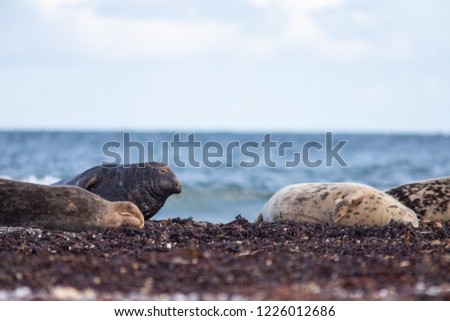 cute grey seal relaxing on the beach of Helgoland, Germany