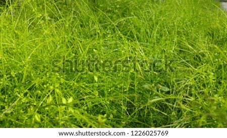 green grass leaf 