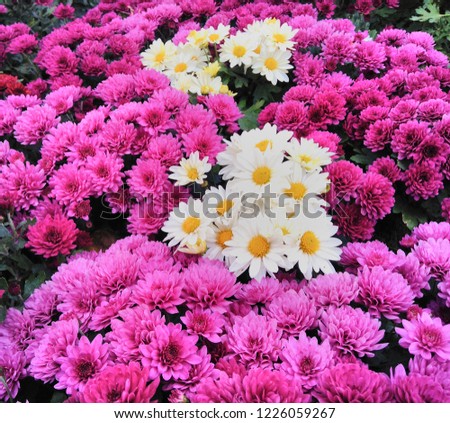 Mixed purple chrysanthemum white and daisy flowers background