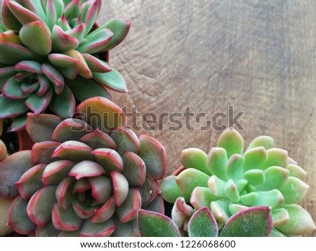 mix of red green echeveria succulent plants arrangement on wood background