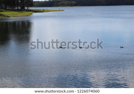 A small raft of ducks paddling through water of Lake Samsonvale at BullockyRest in Queensland, Australia. 