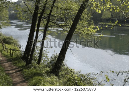 
trees along the river
