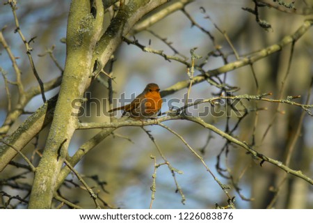 Robin Red Breast (erithacus rubecula) european robin in hedgerow