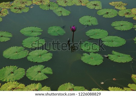 lotus flower is in bloom on a pond
