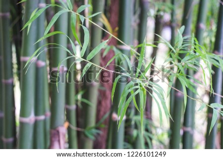 Leaves of bamboo closeup.
