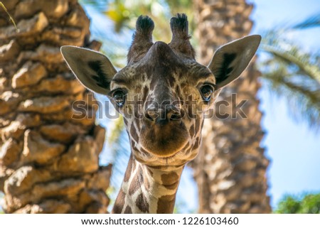 Giraffe looking straight to the camera