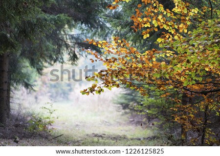 Forest path in autumn with trees with colorful leaves