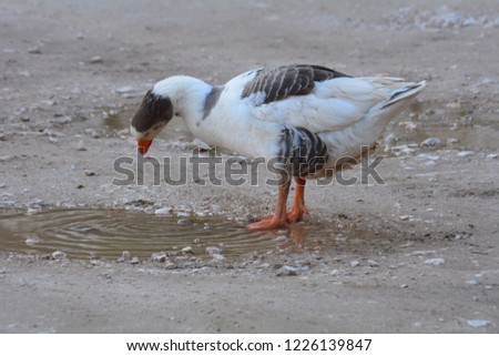 Duck drink water