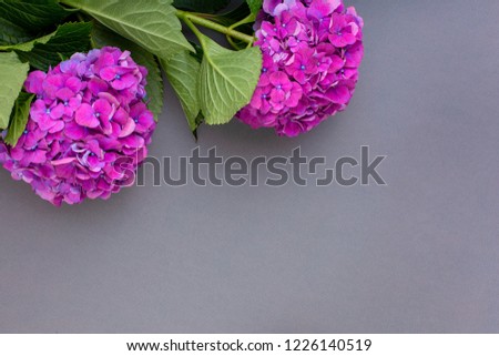 Fresh purple hydrangeas on gray background. Free space for text. Top view. Copy space