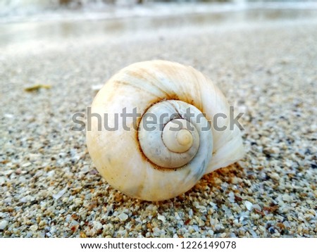 beautiful shell in the sand