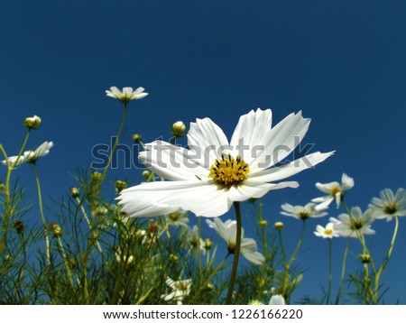 White Cosmos Flowers and Blue Sky