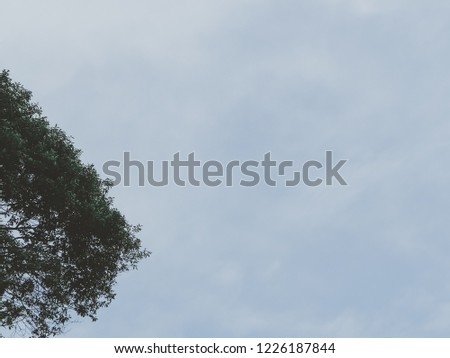 tree and sky minimal