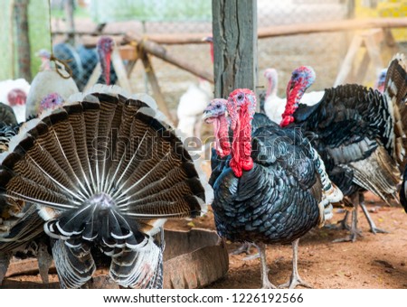 Turkey in farm