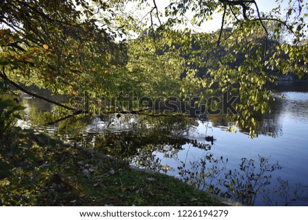 Tree branches bent over the water on a beautiful Autumn day.
 .
