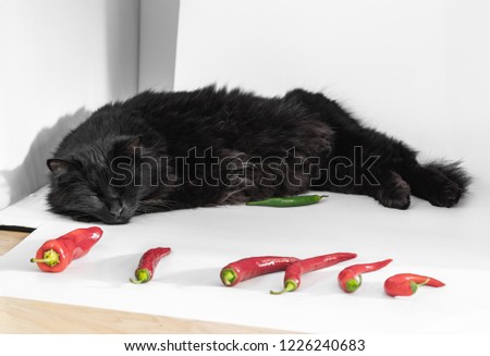 Black cat sleeping in a lightbox, surrounded by composition of red hot peppers
