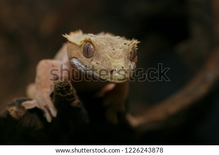 Close up Crested gecko (scientific name: Correlophus ciliates) crawling on brown dry wood. This animal is a cutie pet and it is one species in group of New Caledonian Geckos.