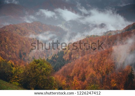 Mist in autumn colorful rainy forest