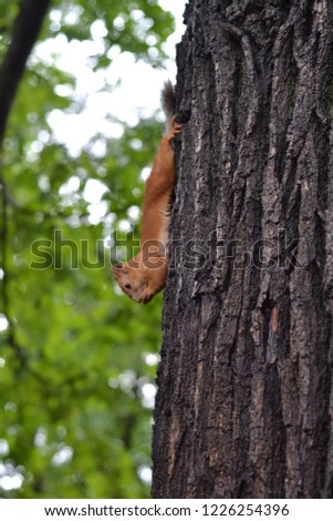beautiful red squirrel sitting on a tree 2