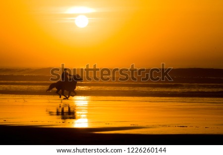 silhouette of riding horse on the beach at sunset with reflection