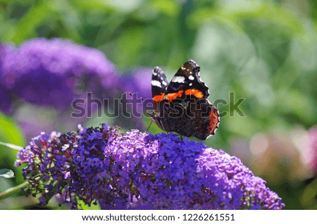 Beautiful butterfly close up (red admiral)