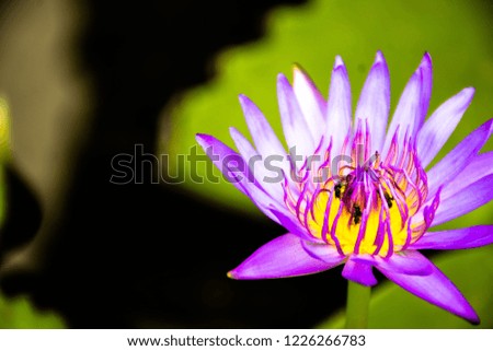 Purple lotus flower worship