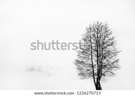 Tree silhouette, winter landscape 