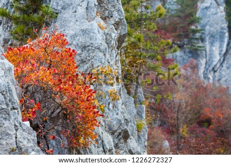 Autumn colors and pine trees on limestone rocks, in the mountains