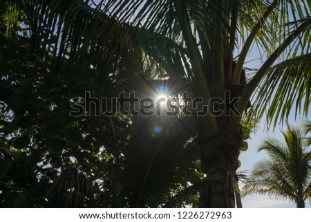 Sunbeams and colorful sun spots peek through palm trees in motivating image located in Florida
