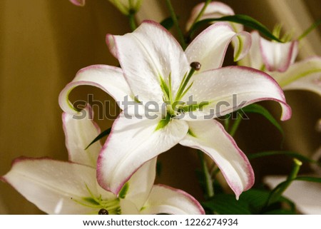 Lily (disambiguation) Lilies Lilium (band). Liliumis a genus of herbaceous flowering plants growing from bulbs