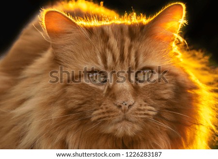 Domestic, Long-haired Ginger cat with the sun shining on its side