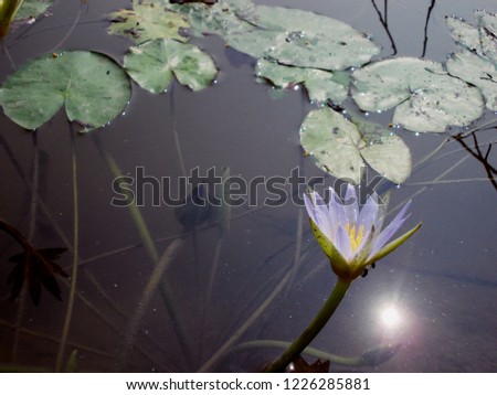 Nymphaea is a genus of hardy and tender aquatic plants in the family Nymphaeaceae. Plants of the genus are known commonly as water lilies,or waterlilies.