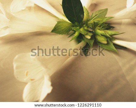 barleria flower in abstract background