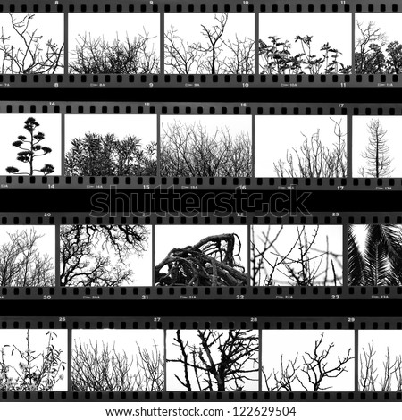 Photographs of trees and plants film proof sheet. Black and white. Royalty-Free Stock Photo #122629504