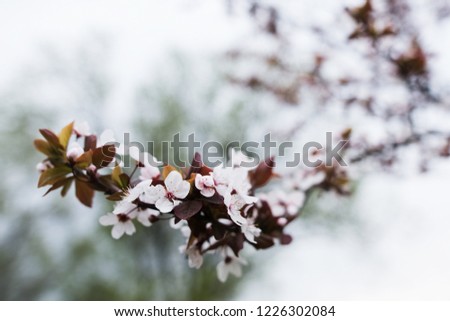 Blooming beautiful white spring tree, nature background