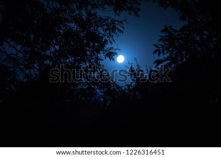 Night landscape of sky and super moon with bright moonlight behind silhouette of tree branch. Serenity nature background. Outdoors at nighttime. Selective focus