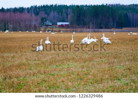                                A Flock of Cygnus cygnus (Whooper Swan) on a field with a forest on a background.