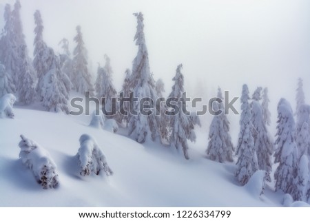Magic winter trees. Christmas trees covered with frost and snow in the winter mountains. Photo greeting card.