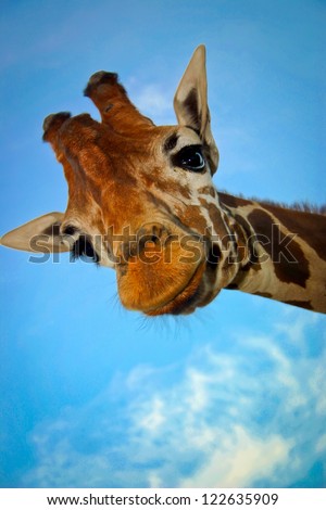 Giraffe Royalty-Free Stock Photo #122635909