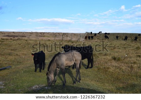 Close up picture of a beautiful horse herd in Glacier National Park, near the border with Canada, USA
