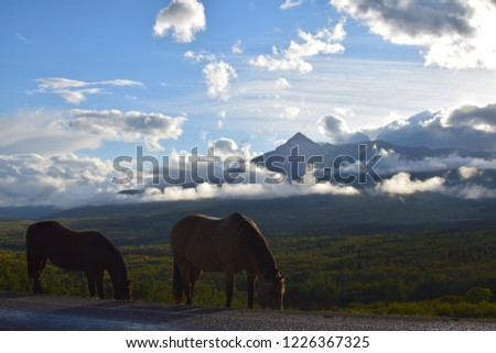 Close up picture of a beautiful horse herd in Glacier National Park, near the border with Canada, USA
