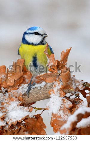 Beautiful winter picture of blue tit