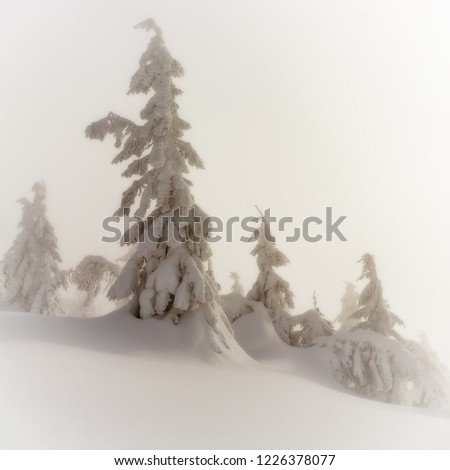 Magic winter trees. Christmas trees covered with frost and snow in the winter mountains. Photo greeting card.
