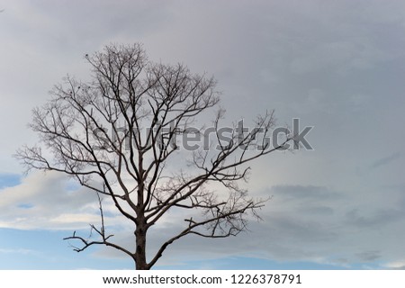 Tree branches and skies in summer. With sunset